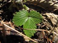 V�rstatus inf�r Fricamping