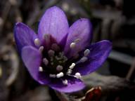 Prem�r Campingtur, Bl�sippor