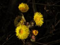 Prem�r Campingtur, Tussilago