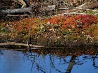 Fricamping s�dra S�rmland