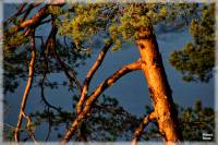 Kolmrdenskogarna, Gyllene tallbark