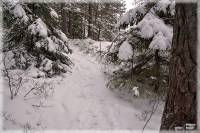Kolmrdenskogarna, Skogsstig snig