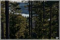 Östgötsk Bergsskogsbygd, Östgötaskog