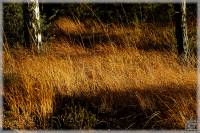 Östgötsk skogstjärn, Gult gräs