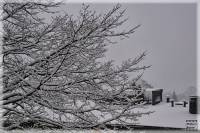 Utanför mitt köksfönster, Snö träd